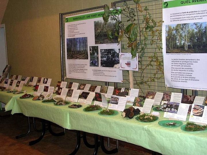 Expo champignons a St Leger 17